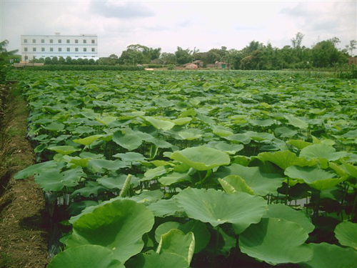 藕池養殖防滲膜廠家